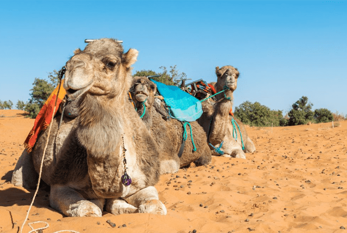 10 Days Desert Tour from Casablanca