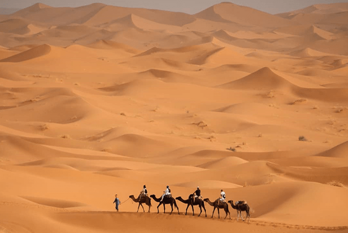 Sunrise Camel Ride in Merzouga