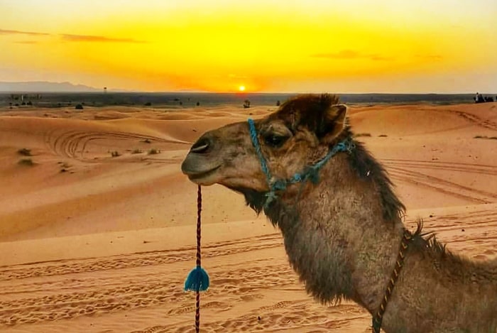 sunset merzouga camel tour