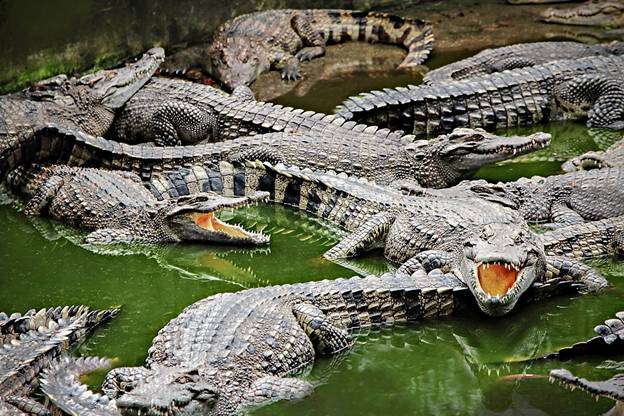 crocodile garden agadir