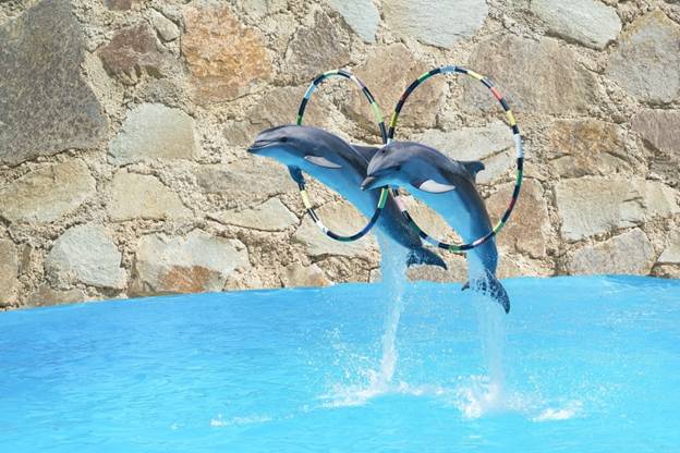 dolphin show agadir