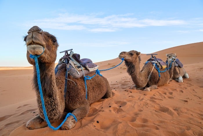 4 Days Tour Tangier to Marrakech