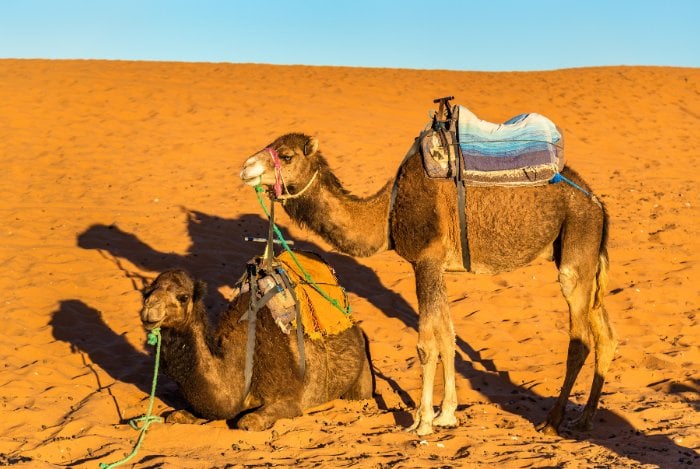 8 Days Tour From Tangier